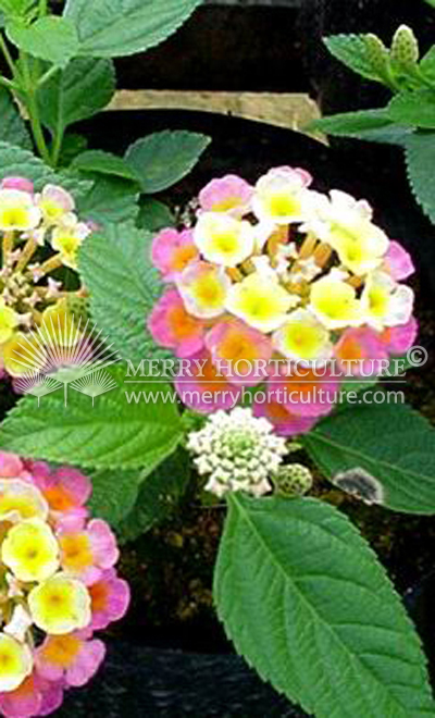 Lantana camara 'yellow pink'